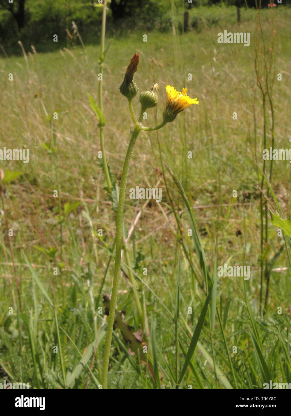 Europea (hawkweed Hieracium lactucella), fioritura, in Germania, in Renania settentrionale-Vestfalia Foto Stock