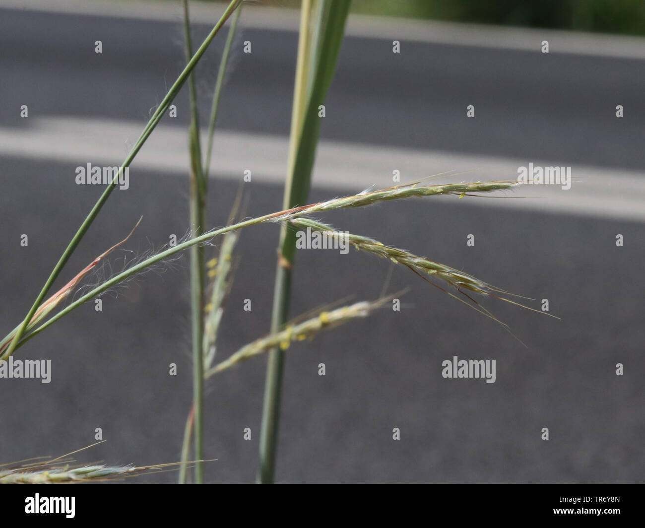 Lattoneria erba, erba di paglia, erba Coolatai (Hyparrhenia hirta, Andropogon hirtus), fioritura in corrispondenza di un bordo strada, Isole Baleari Spagna, Maiorca Foto Stock