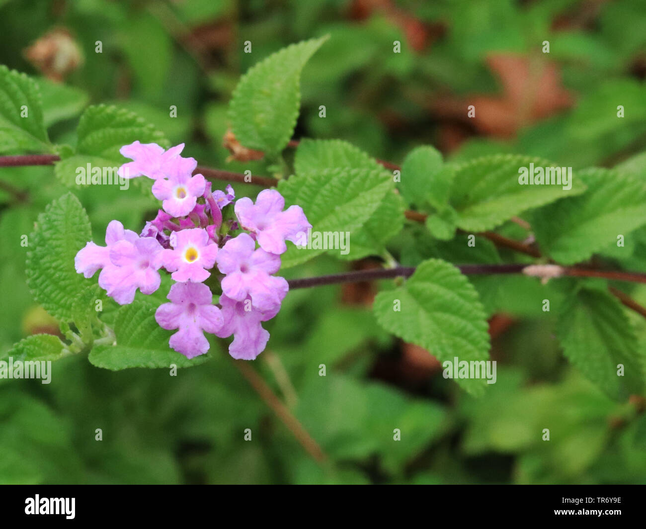 Trailing lantana, piangendo lantana, creeping lantana, piccola lantana, viola lantana, finale shrubverbena (Lantana montevidensis), fioritura, Isole Baleari Spagna, Maiorca Foto Stock