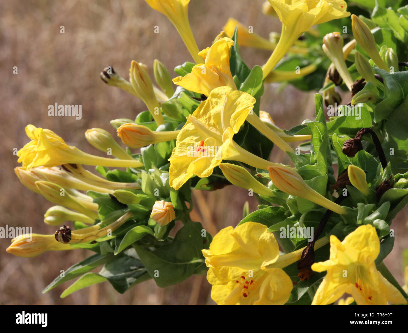 Comune di quattro-o'clock, meraviglia del Perù (Mirabilis Jalapa), fioritura, Isole Baleari Spagna, Maiorca Foto Stock