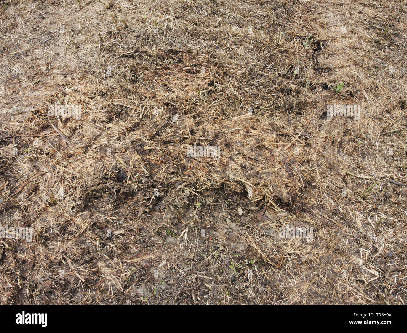 Mulched prato con le linee del tracciato di pesante macchina agricola, Germania Foto Stock