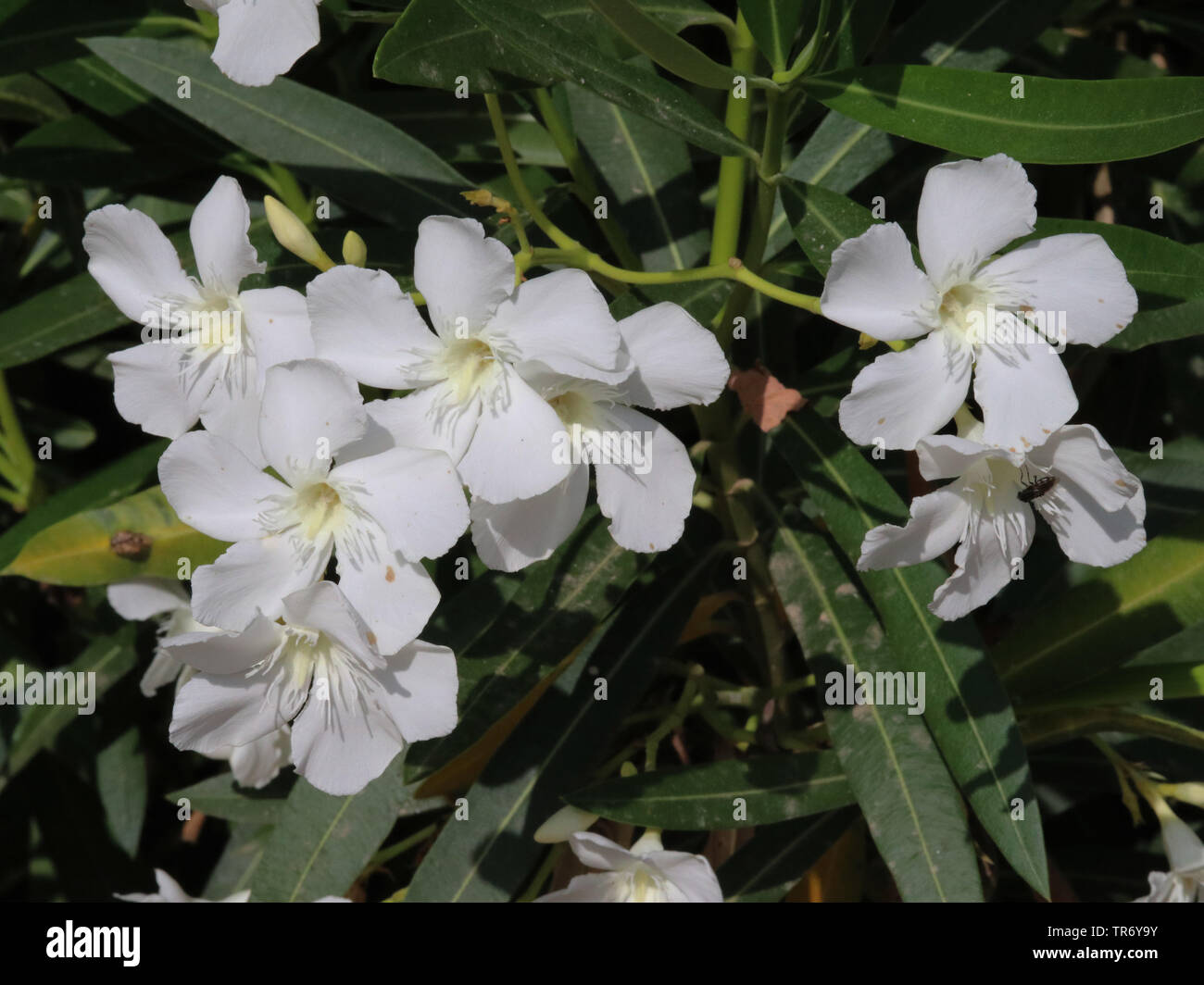 Oleandro (Nerium oleander), fioritura Foto Stock