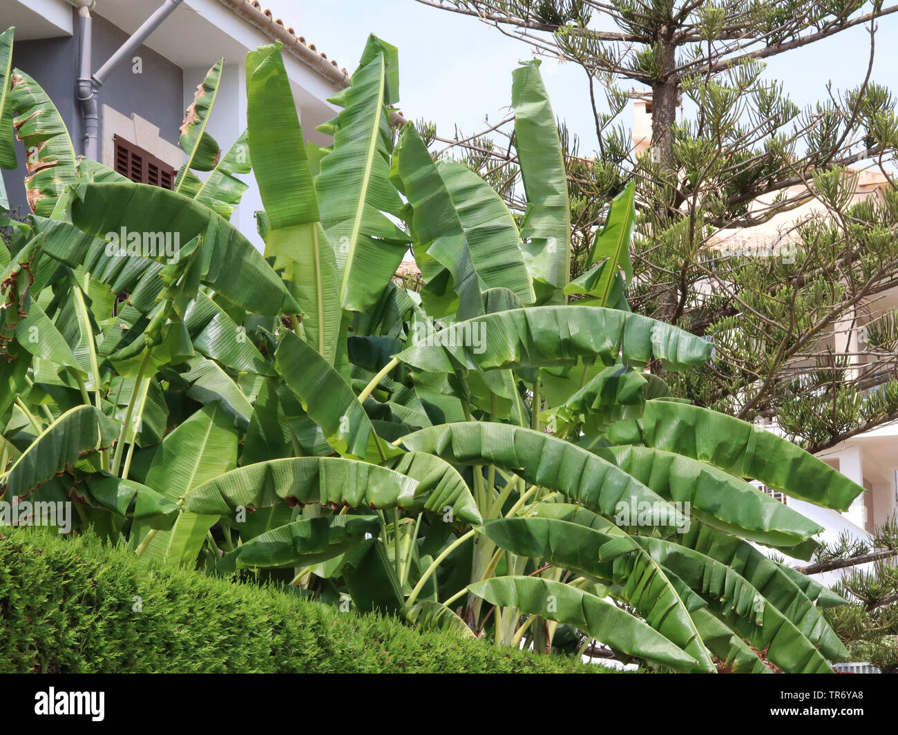 Banana comune (Musa paradisiaca var. sapientum), piante di banana in un giardino frontale, Isole Baleari Spagna, Maiorca Foto Stock