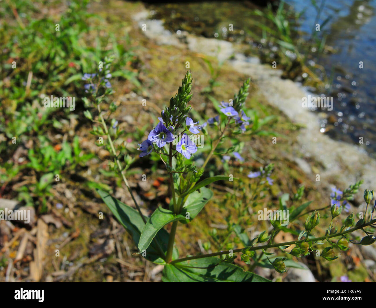 Acqua speedwell, acqua blu-speedwell, Brook-pimpernell (Veronica anagallis-aquatica), fioritura, GERMANIA Baden-Wuerttemberg Foto Stock