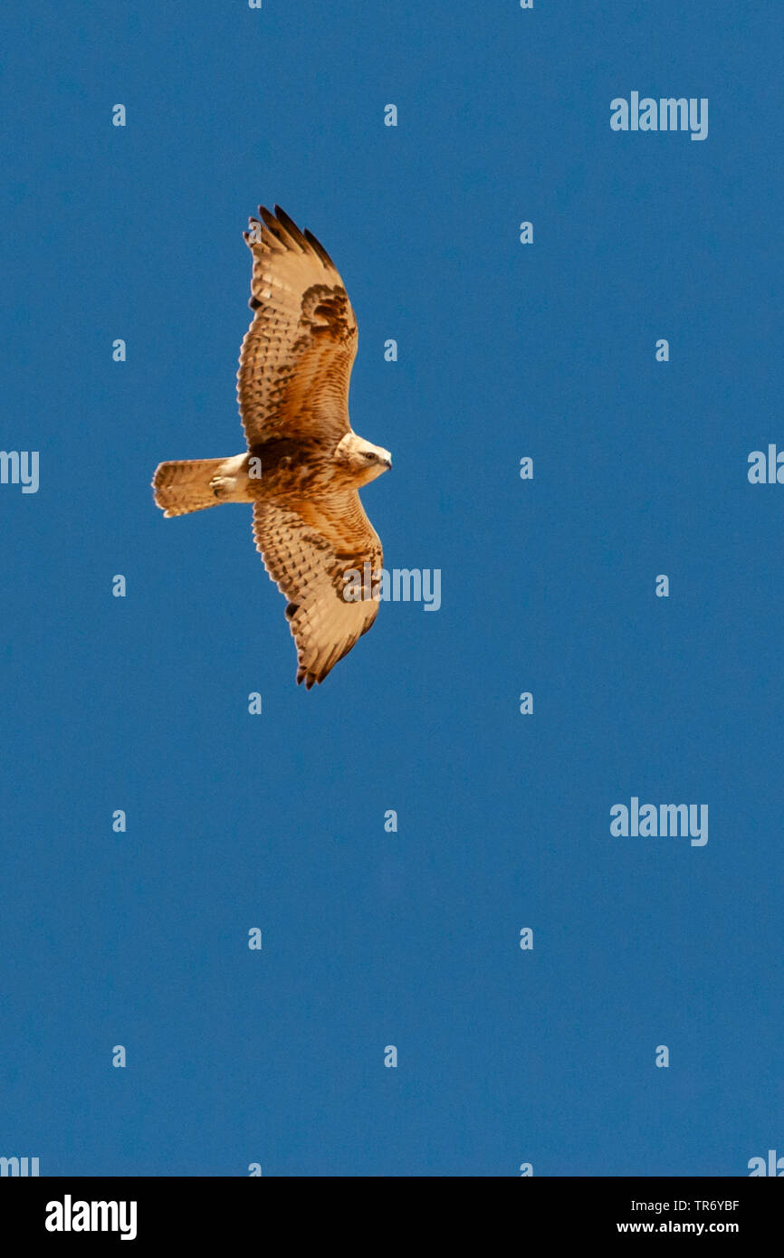 Steppa poiana (Buteo buteo vulpinus), volare, Israele, Negev, Yotvata Foto Stock