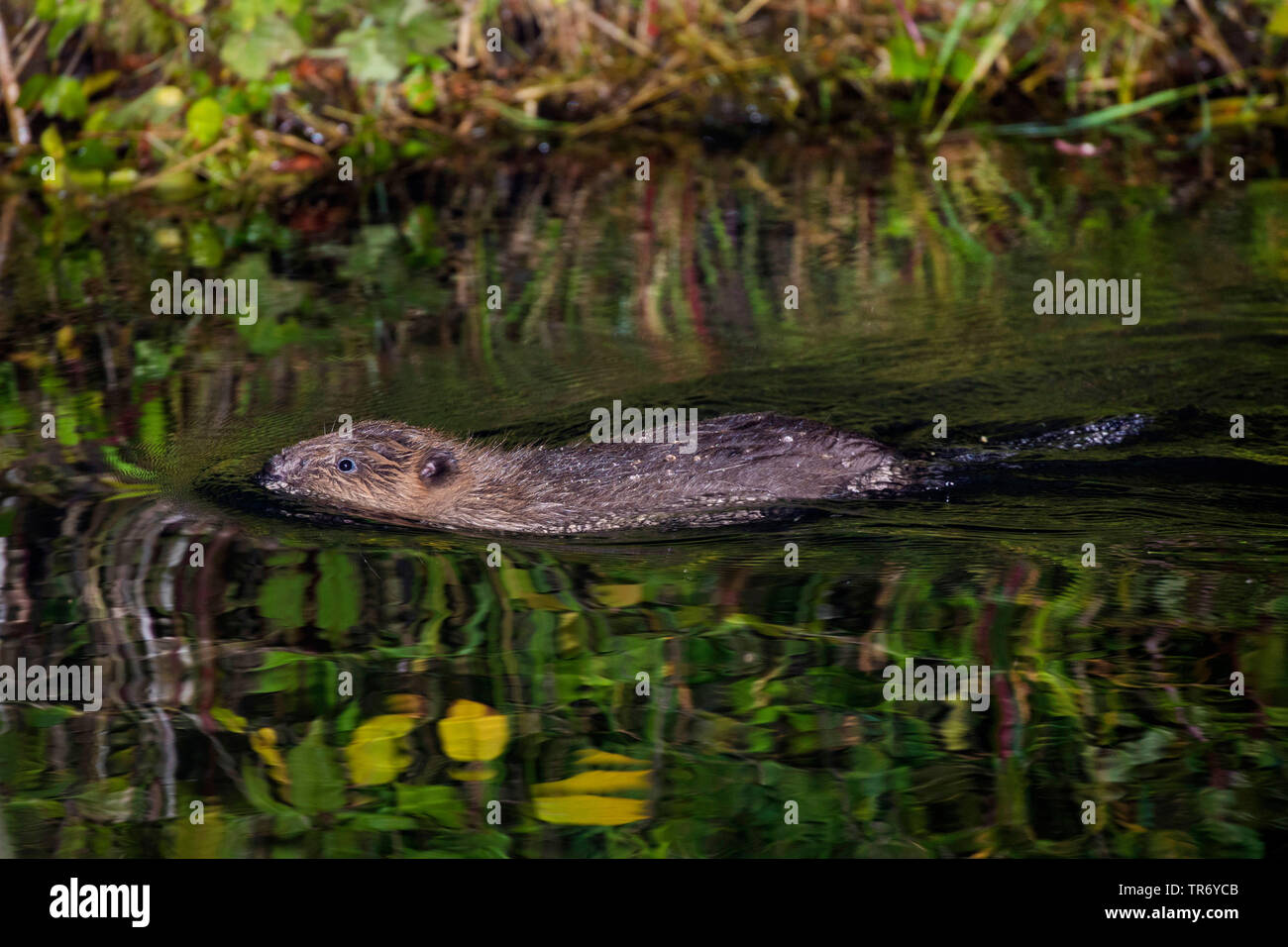 Eurasian castoro europeo castoro (Castor fiber), giovane beaver a nuotare in un fiume, in Germania, in Baviera Foto Stock