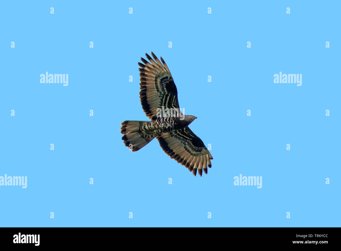 Western falco pecchiaiolo (Pernis apivorus), volteggiare in sollevamento termica, in Germania, in Baviera, il Lago Chiemsee Foto Stock