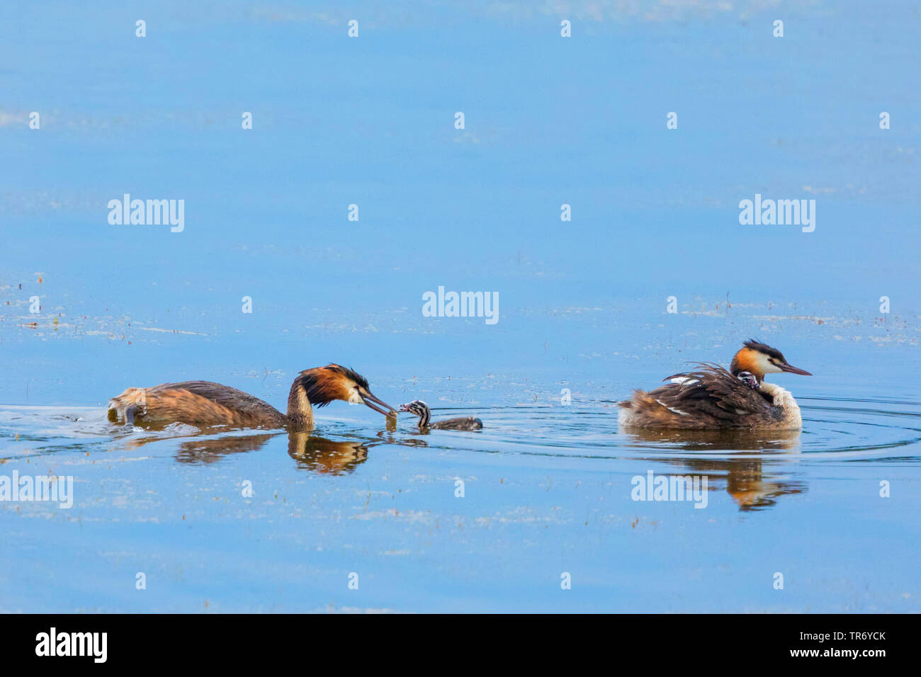 Svasso maggiore (Podiceps cristatus), in coppia con gli uccelli giovani, giovani bird essere alimentati sul pesce, in Germania, in Baviera Foto Stock