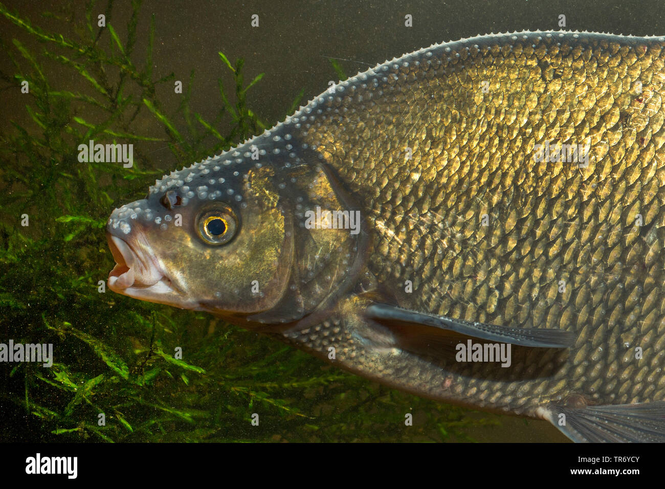 Comune di Breme, orate di acqua dolce, carpa orate (Abramis brama), milkner con la deposizione delle uova rash, Germania Foto Stock