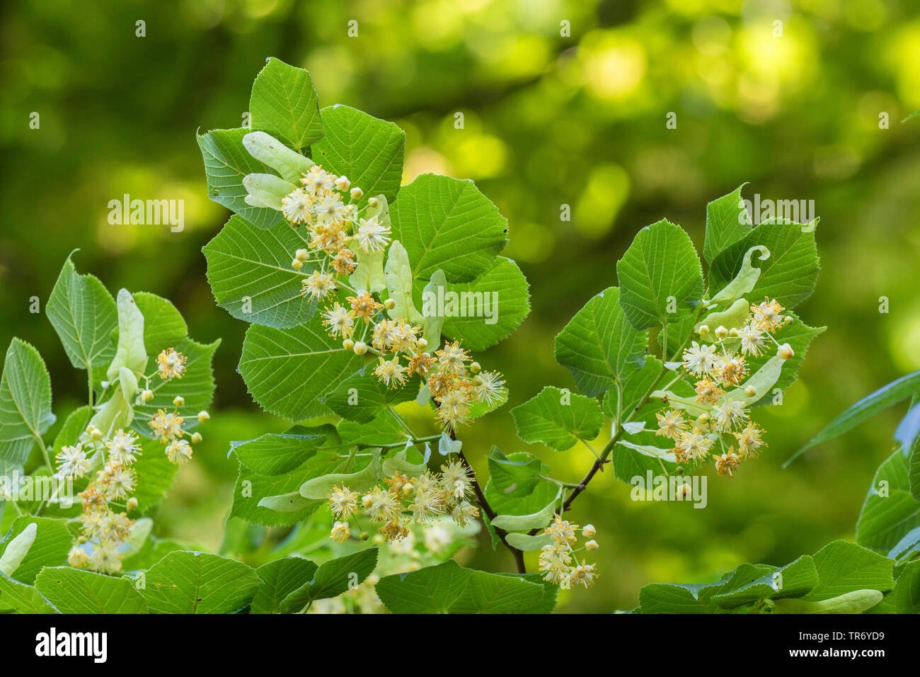 Grandi lasciava in calce, tiglio (Tilia platyphyllos), filiale di fioritura, in Germania, in Baviera Foto Stock