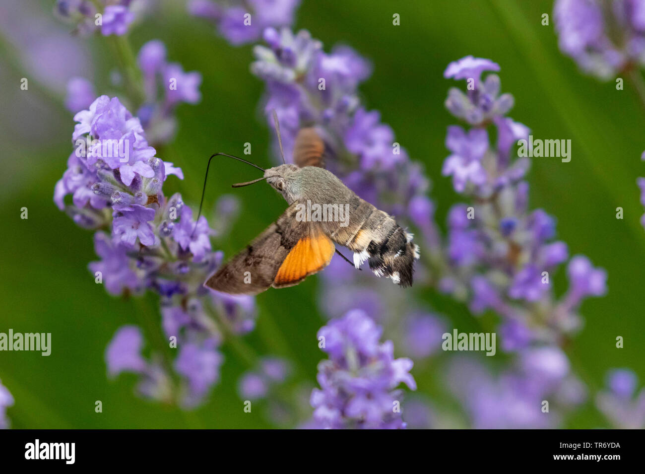 Hummingbird hawkmoth (Macroglossum stellatarum), bere in volo hover presso i fiori di lavanda, Germania Foto Stock