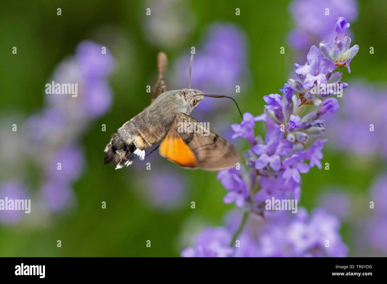 Hummingbird hawkmoth (Macroglossum stellatarum), bere in volo hover presso i fiori di lavanda, Germania Foto Stock