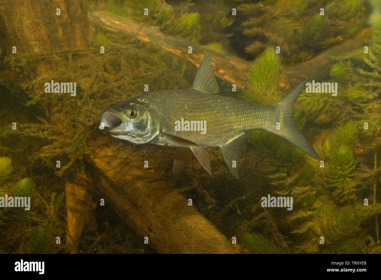 Asp (Aspius aspius, Leuciscus aspius), con largamente aperto bocca, Germania Foto Stock