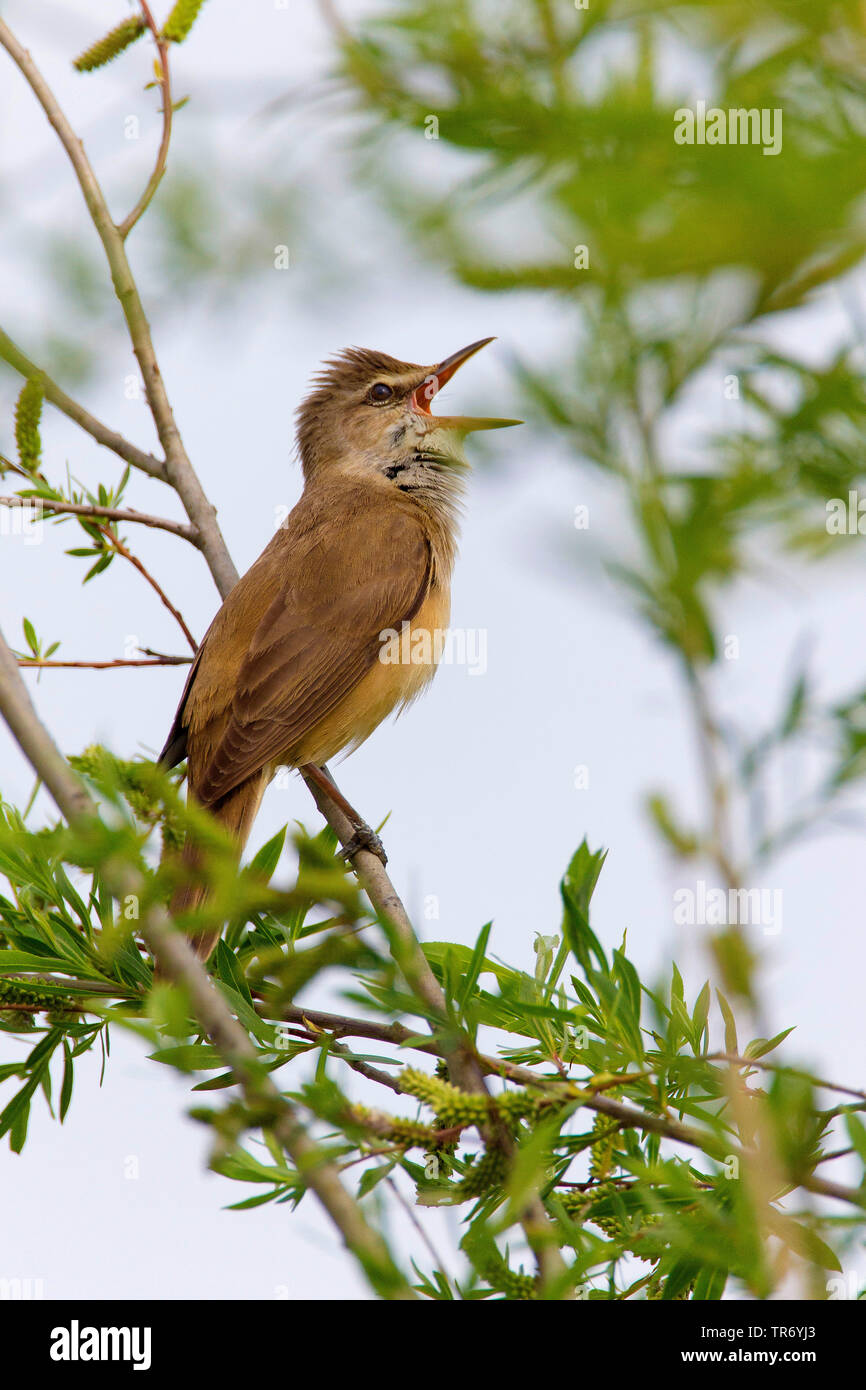 Grande reed trillo (Acrocephalus arundinaceus), cantando maschio su un ramo, Grecia, Lesbo Foto Stock