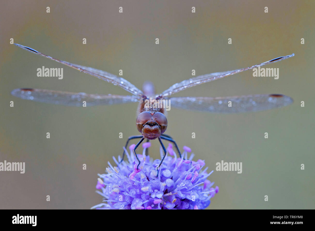 Europa orientale (sympetrum depressiusculum Sympetrum), seduti su Devil's-bit, in Germania, in Baviera Foto Stock