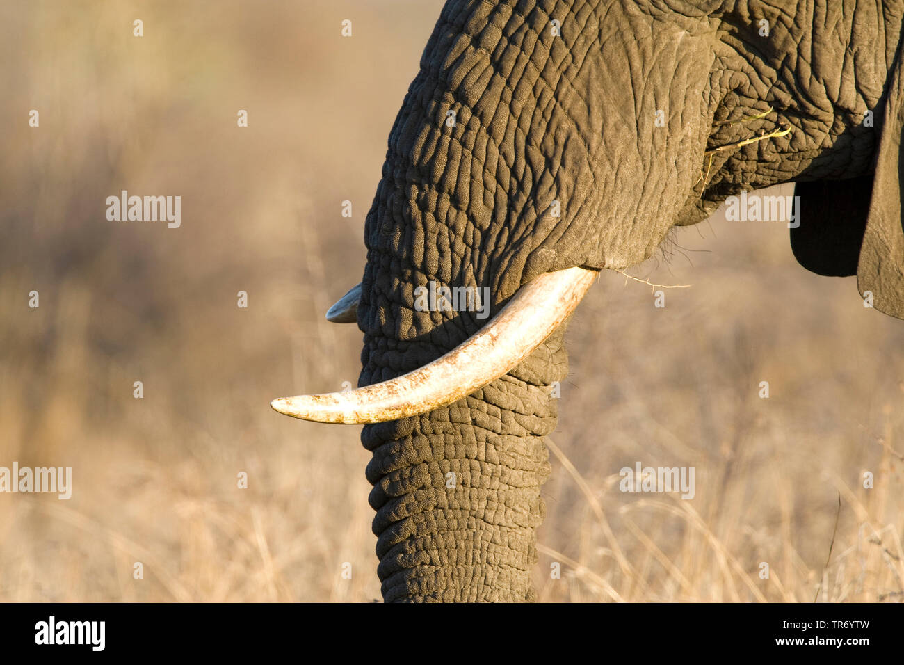 Elefante africano (Loxodonta africana), del tronco e il brosmio, Sud Africa, Krueger National Park Foto Stock