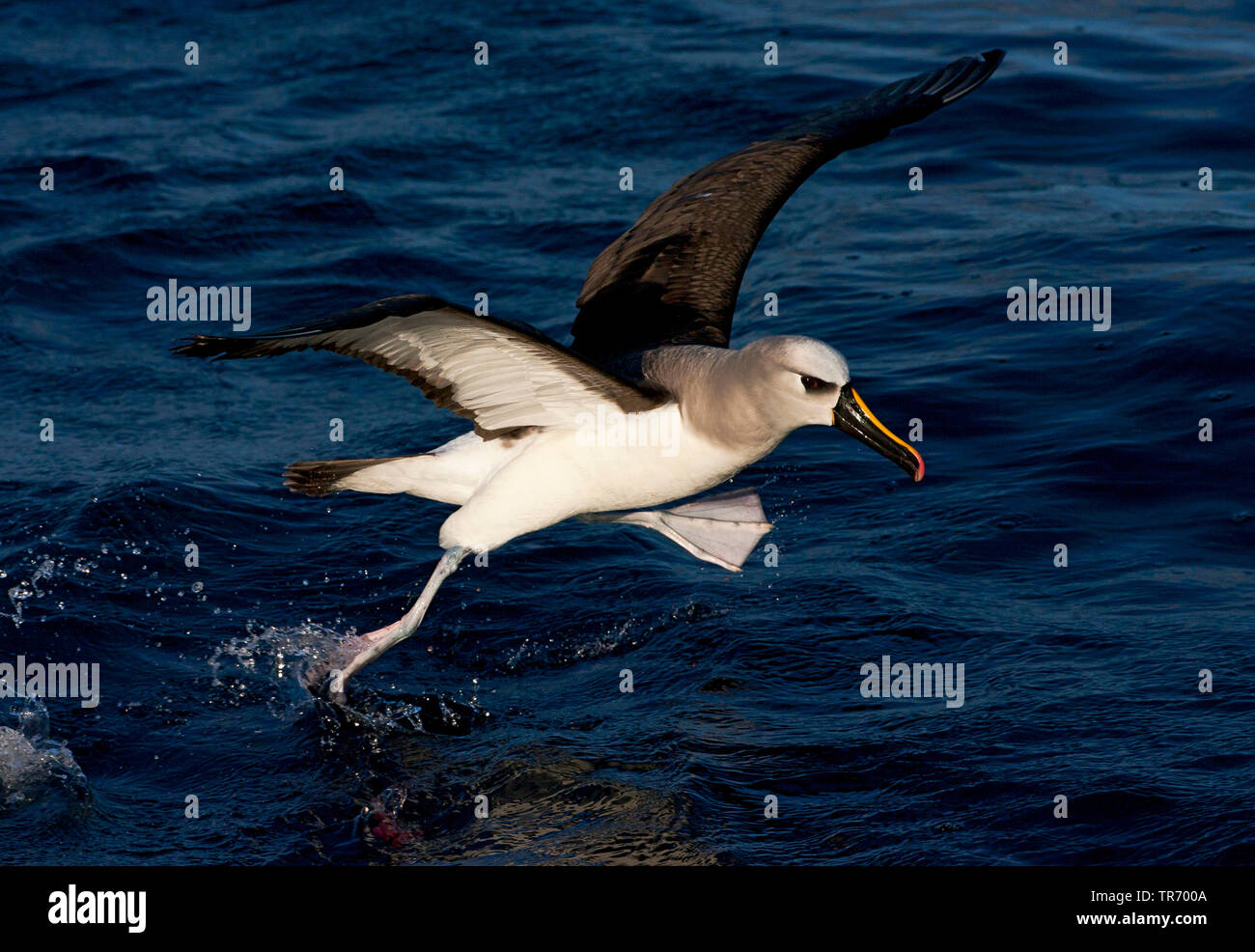 Atlantic giallo-naso (albatross Thalassarche chlororhynchos), partendo dal mare, Tristan da Cunha Foto Stock