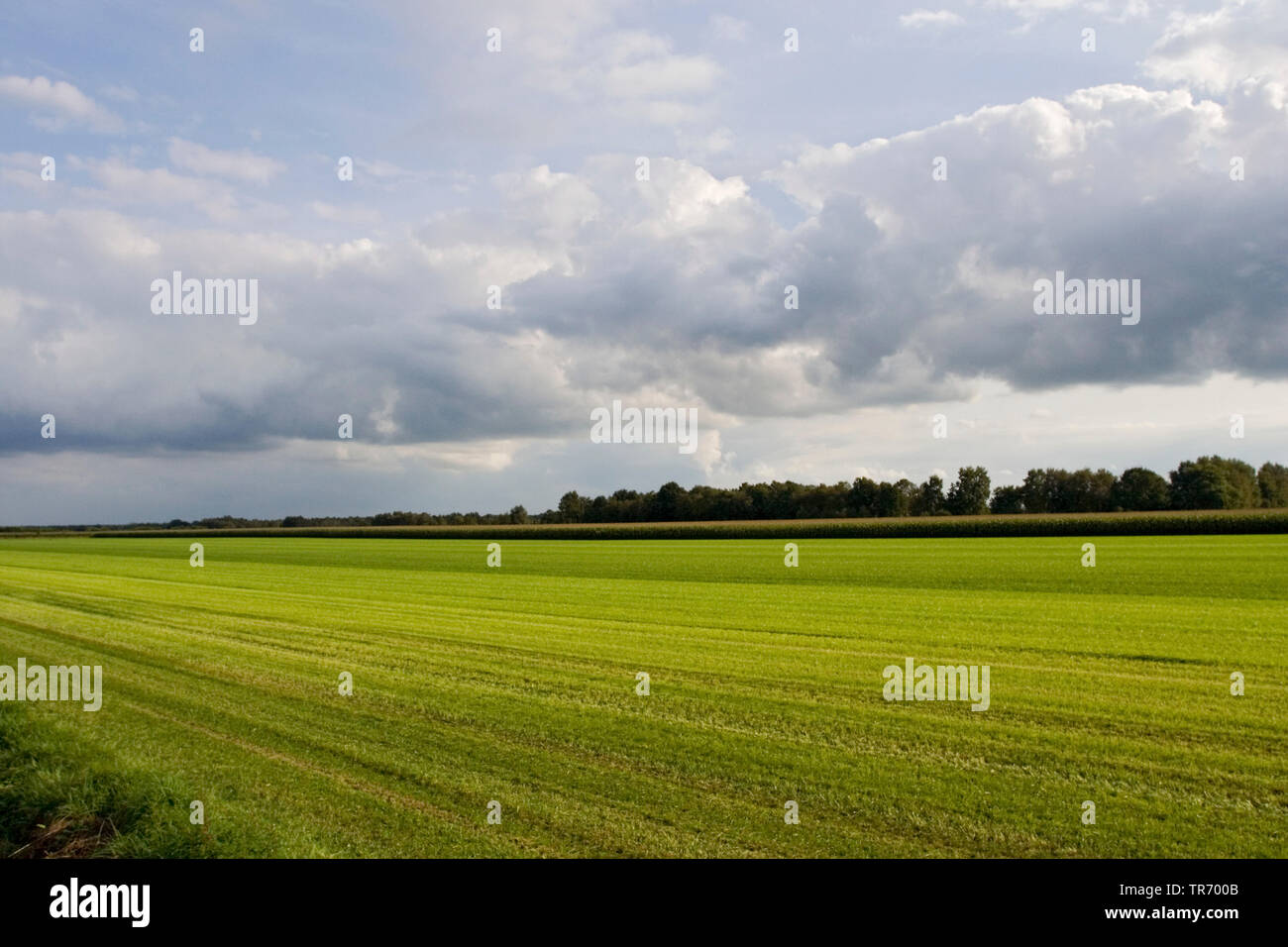 Terreni agricoli con cielo nuvoloso, Paesi Bassi, Haaksbergen Foto Stock