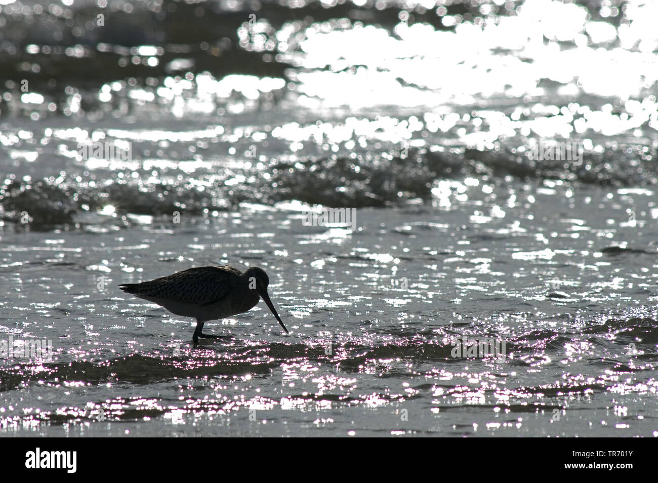 Bar-tailed godwit (Limosa lapponica), alla ricerca di cibo, Paesi Bassi Vlieland Foto Stock