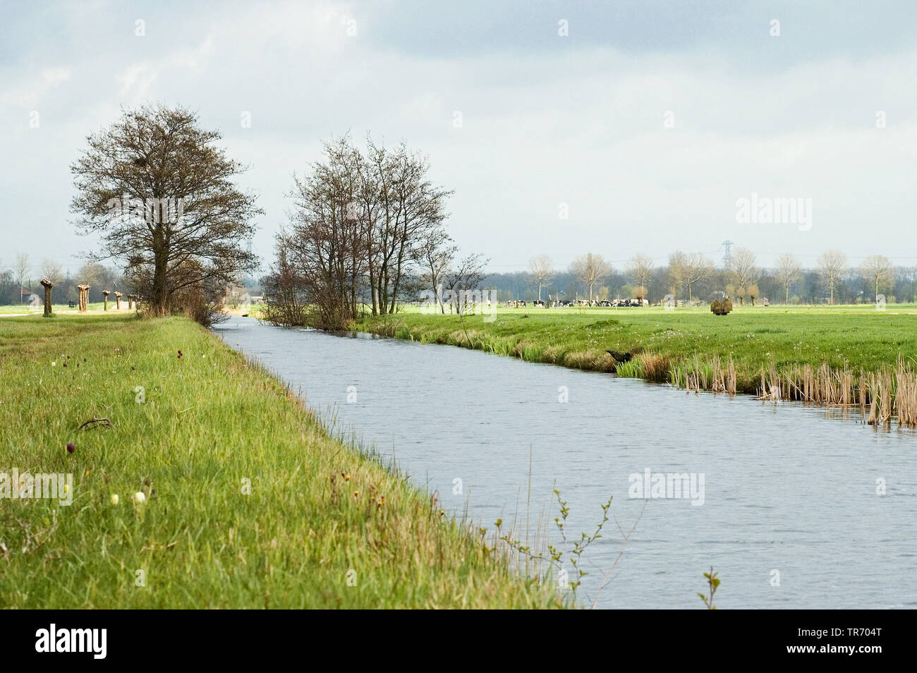 Fosso in prato-land, Paesi Bassi Utrecht, Vinkeveen Foto Stock