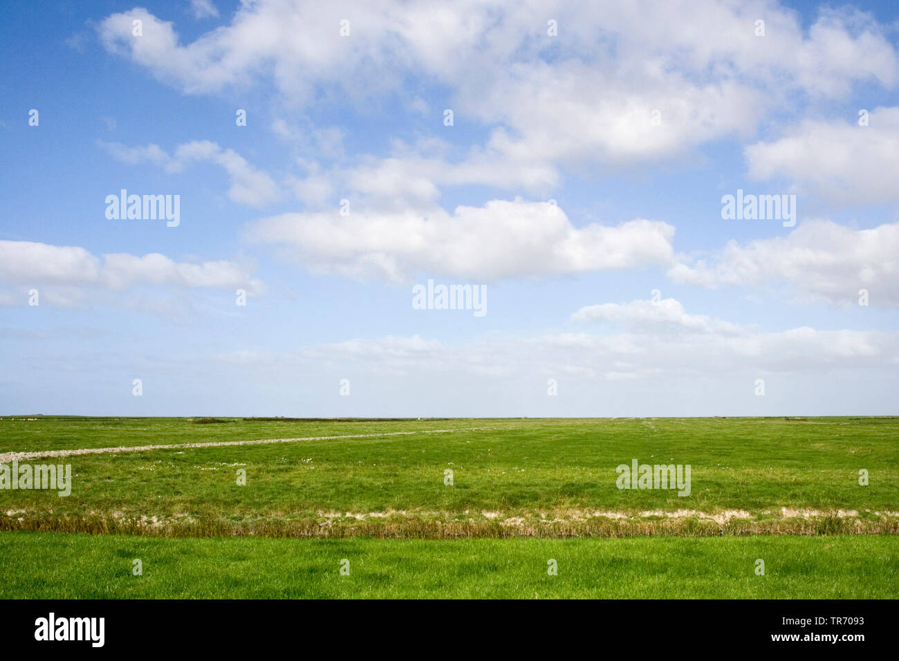 Praterie costiere in Frisia, Paesi Bassi, Frisia Foto Stock