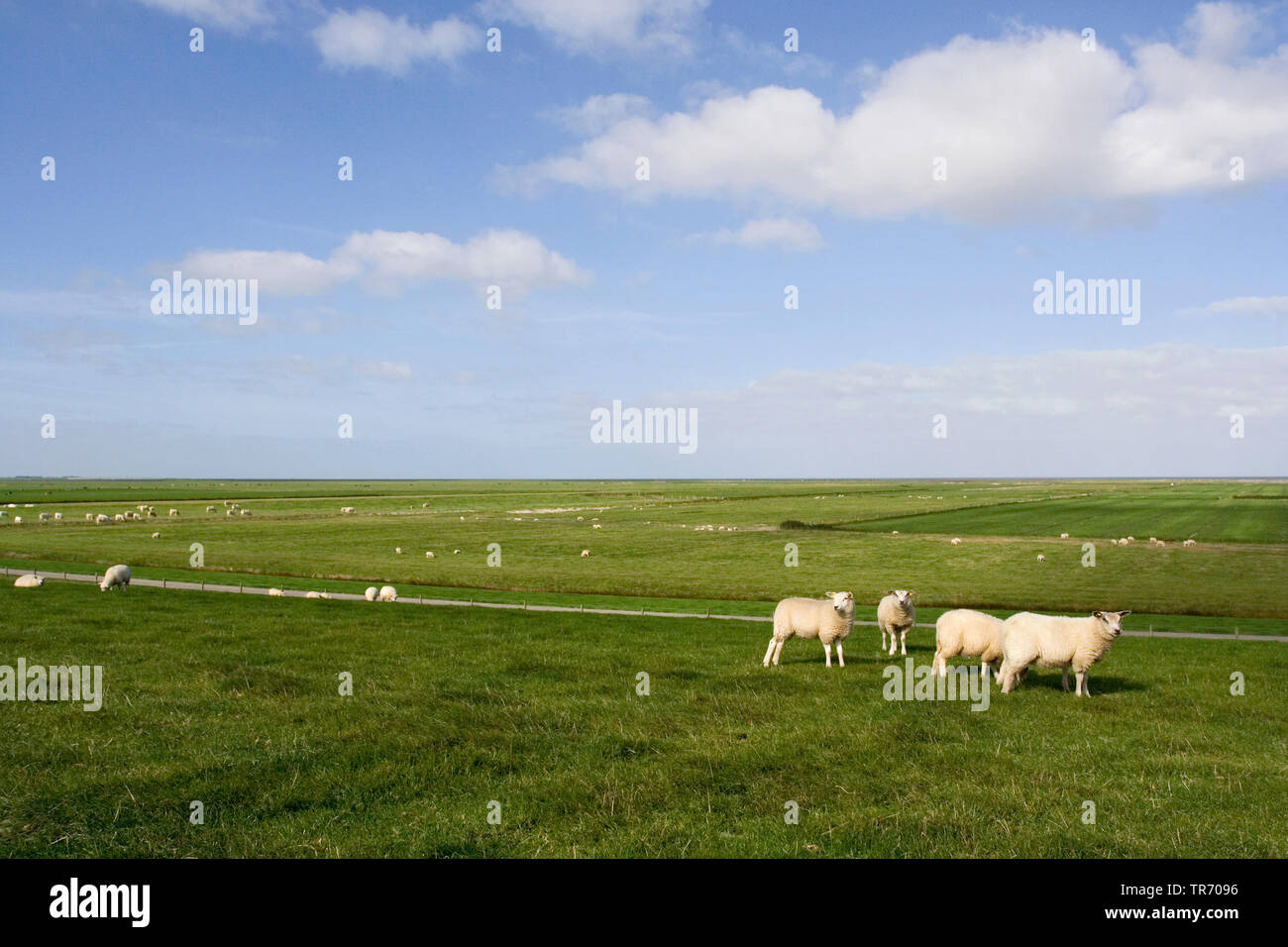 Gli animali domestici delle specie ovina (Ovis ammon f. aries), il pascolo su un pascolo al Mare del Nord, Paesi Bassi, Frisia Foto Stock