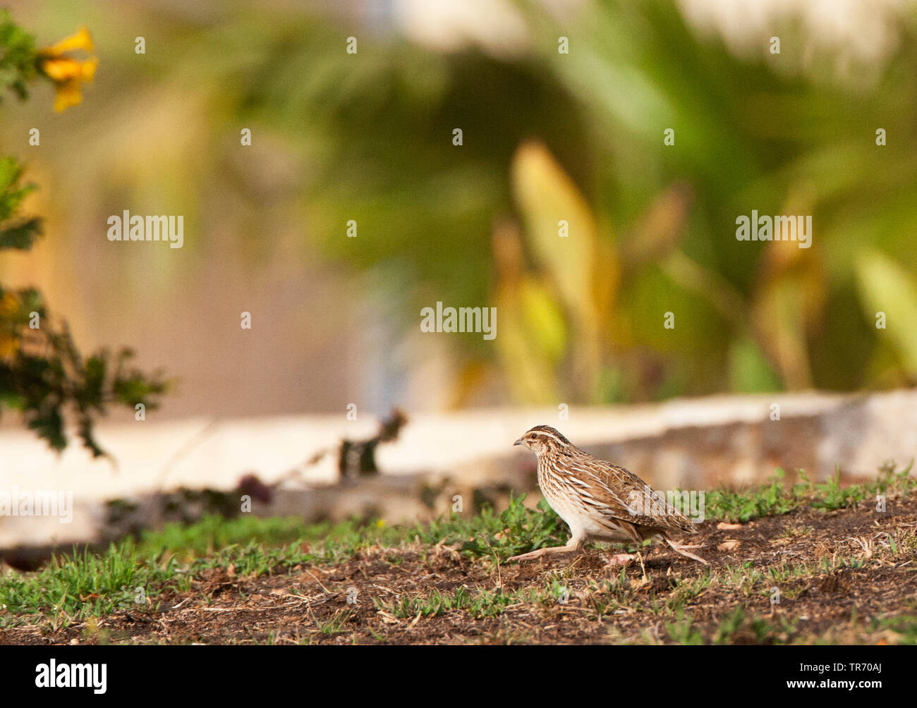 Comune (quaglia Coturnix coturnix), in esecuzione per coprire in Ofira park Eilat, Israele Foto Stock