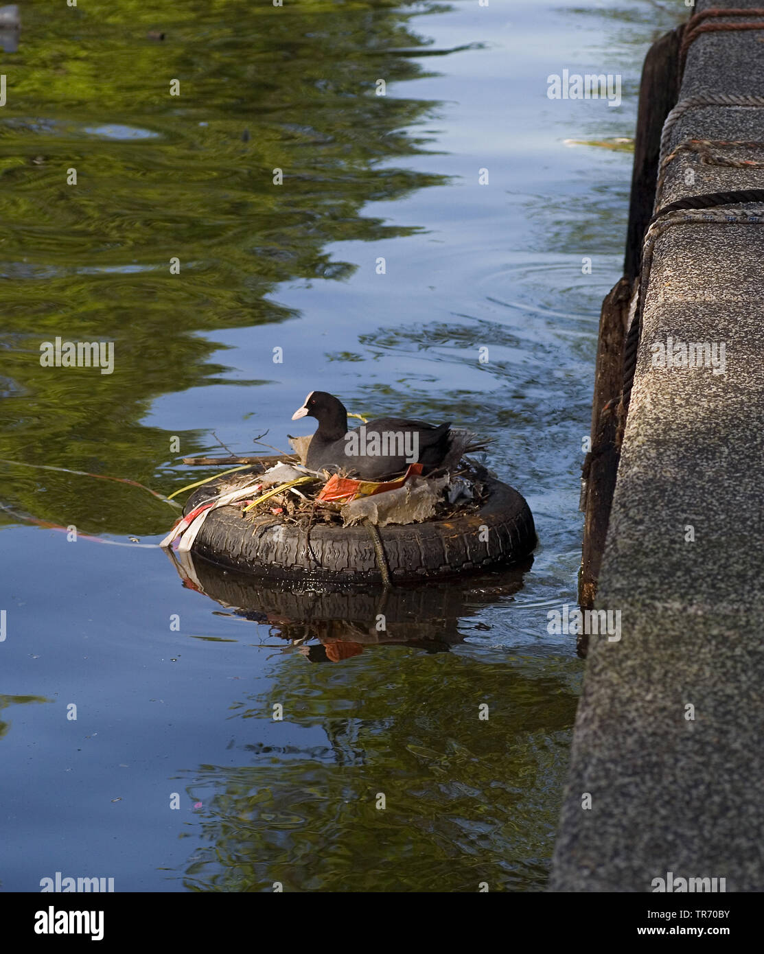 Nero la folaga (fulica atra), broedend in Amsterdamse grachten, Paesi Bassi, Amsterdam Foto Stock