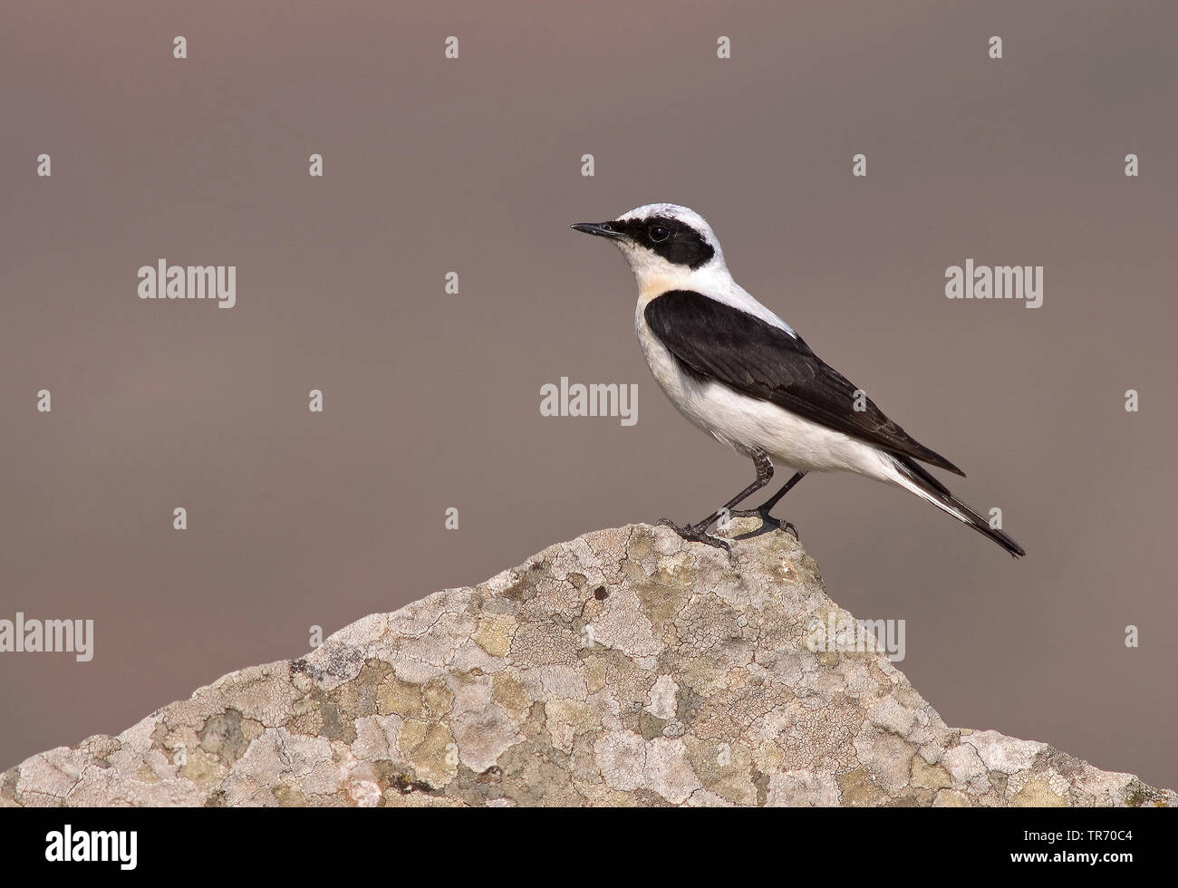 Nero orientale-eared culbianco (Oenanthe hispanica melanoleuca, Oenanthe melanoleuca), maschio, Grecia, Lesbo Foto Stock