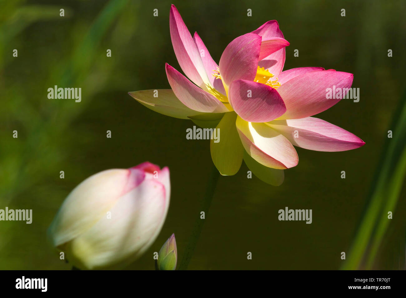 East Indian lotus (Nelumbo nucifera), fiore di loto Foto Stock