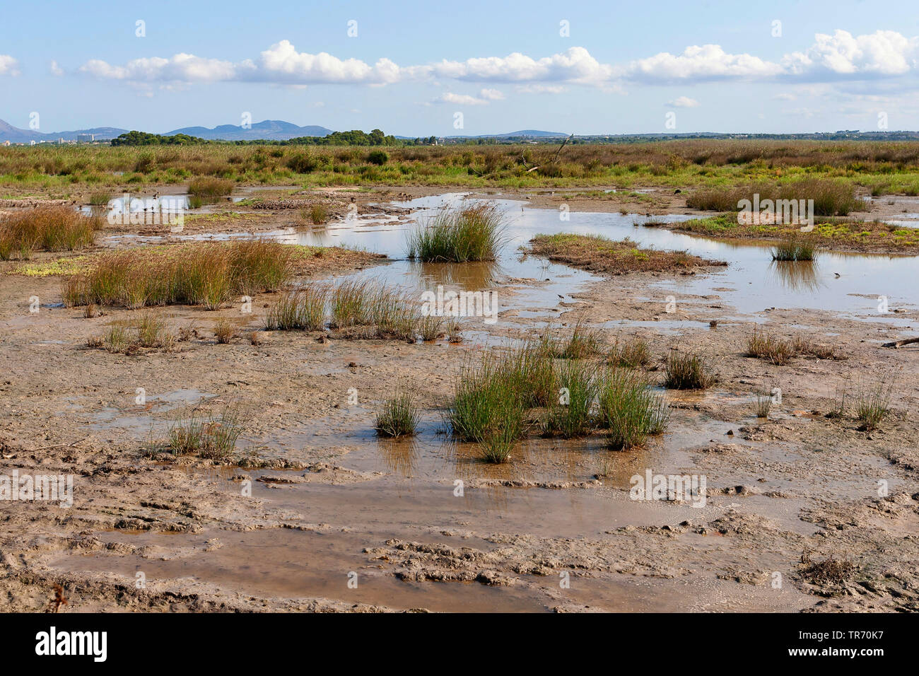 Zona umida nella riserva naturale del Parco Naturale de S'Albufera, Isole Baleari Spagna, Maiorca, Parco Nazionale Albufera Foto Stock