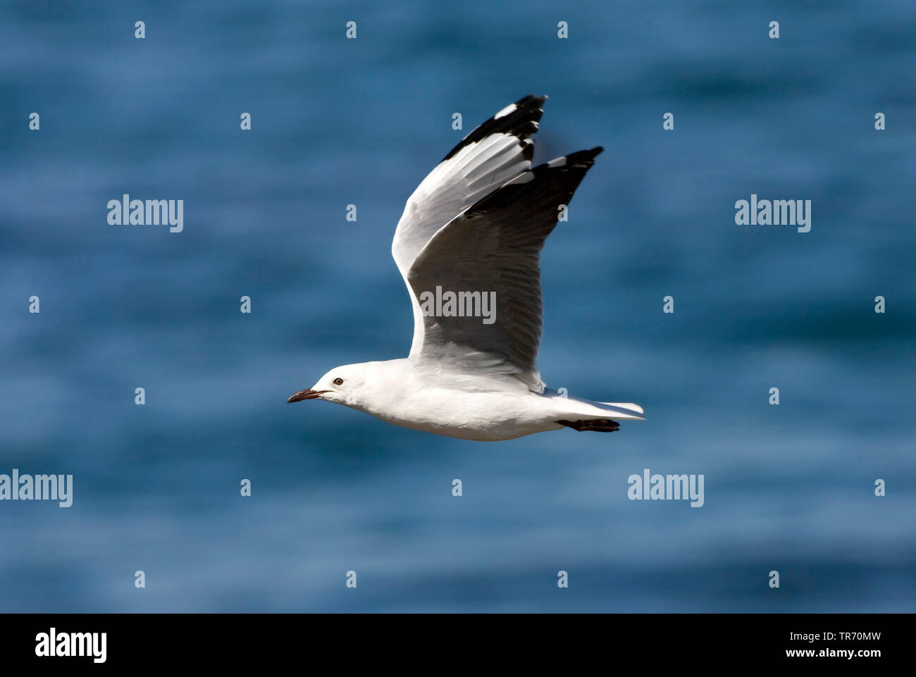 Hartlaub il gabbiano, re gabbiano (Chroicocephalus hartlaubii, Larus hartlaubii) volando sopra l'oceano, Sud Africa Foto Stock