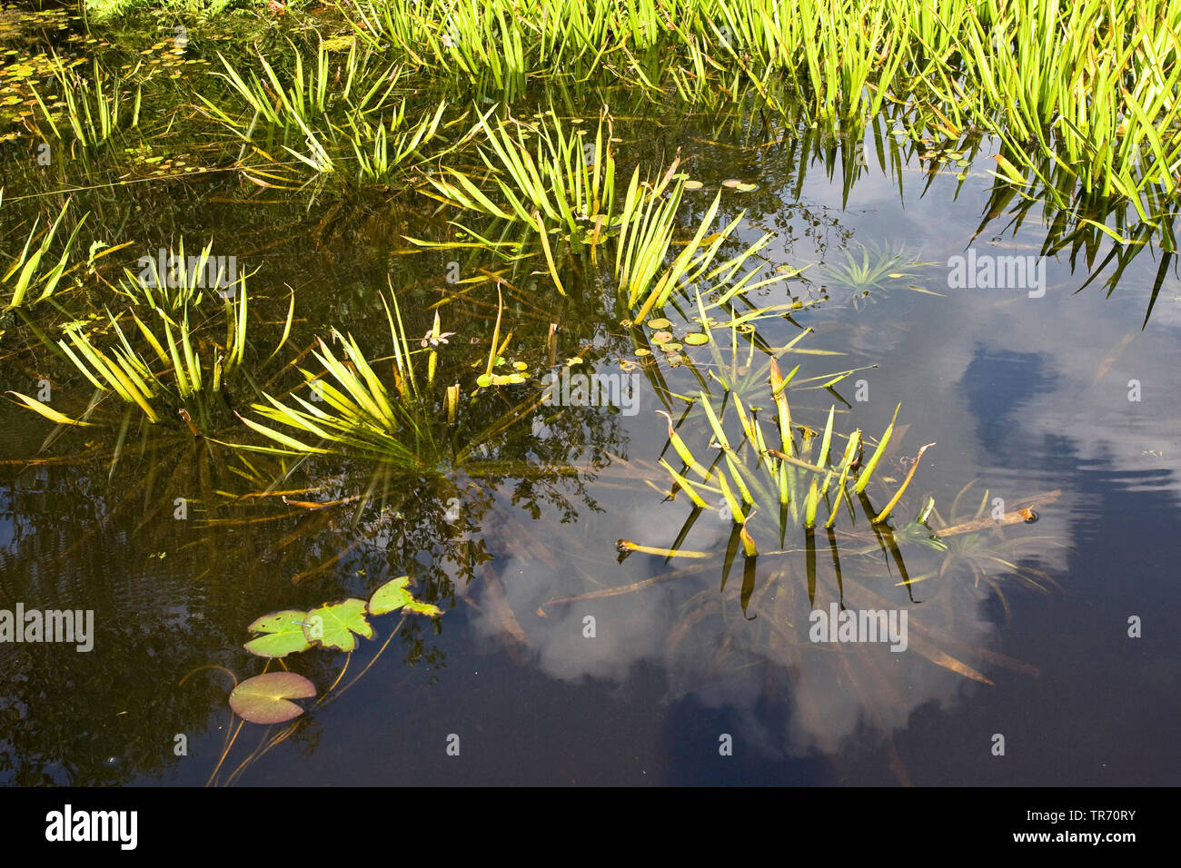 Il granchio-artiglio, acqua-soldato (Stratiotes aloides), Paesi Bassi Foto Stock