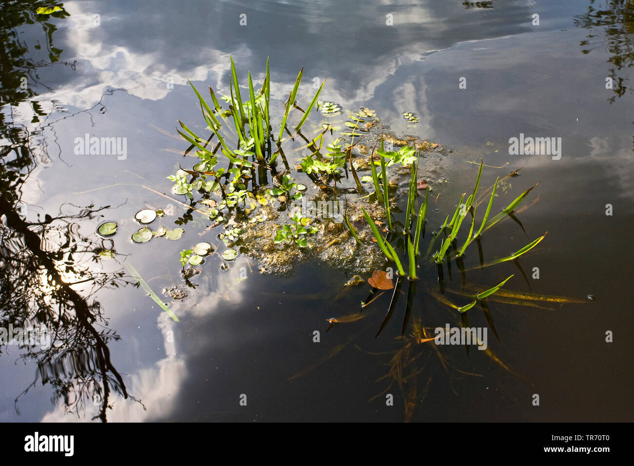 Il granchio-artiglio, acqua-soldato (Stratiotes aloides), Paesi Bassi Foto Stock