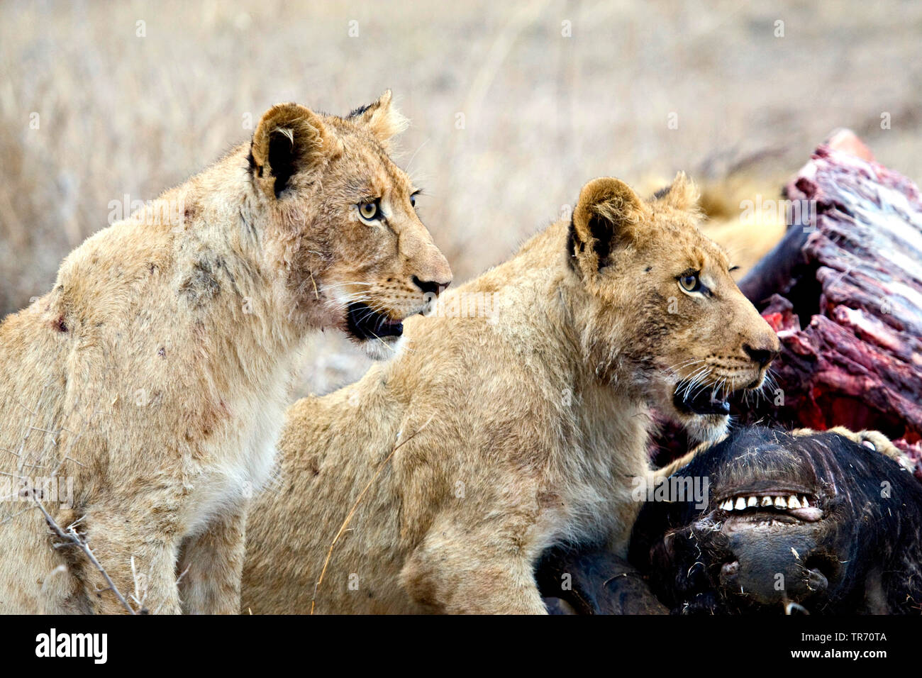 Lion (Panthera leo), Giovani leoni per mangiare il pregare, Sud Africa, Krueger National Park Foto Stock