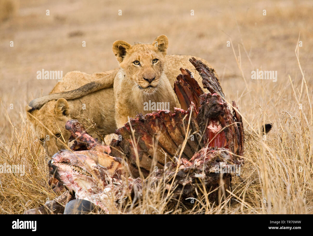 Lion (Panthera leo), due giovani leoni a un cadavere, Sud Africa, Krueger National Park Foto Stock