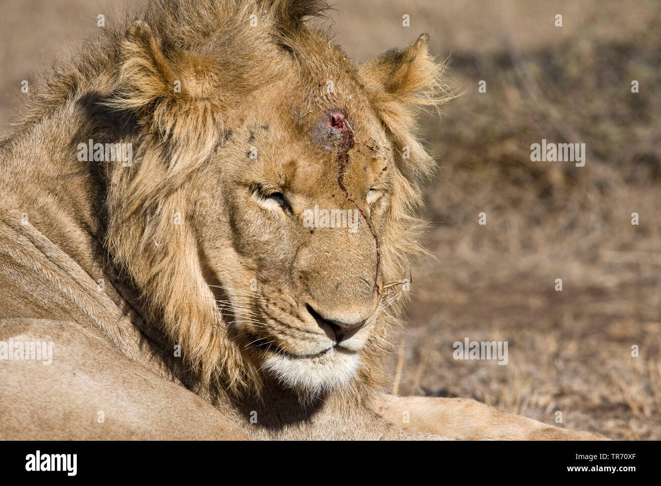 Lion (Panthera leo), con lesioni al capo, Sud Africa, Krueger National Park Foto Stock