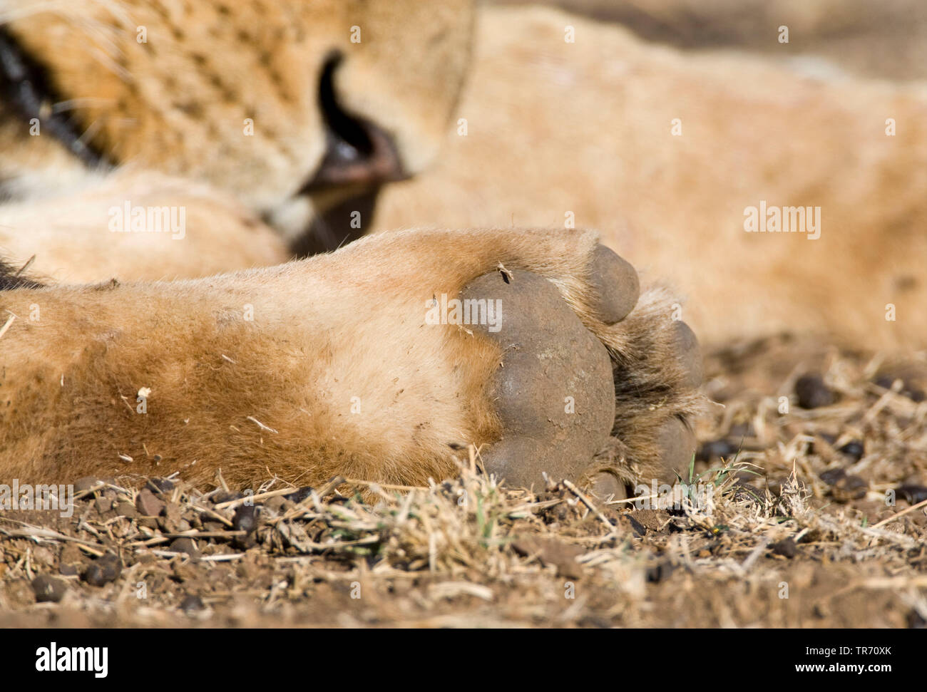 Lion (Panthera leo), paw, Sud Africa, Krueger National Park Foto Stock