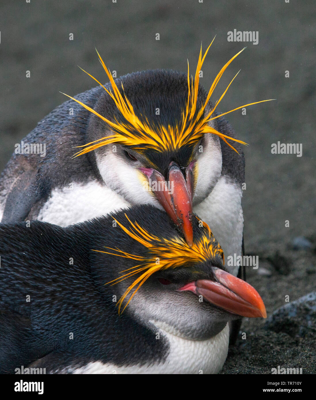 Royal penguin (Eudyptes schlegeli), ritratti, Australia, Macquarie Island Foto Stock