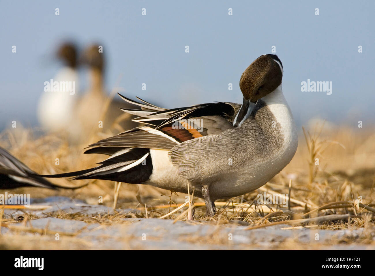 Northern pintail (Anas acuta), preening, Giappone, Hokkaido Foto Stock