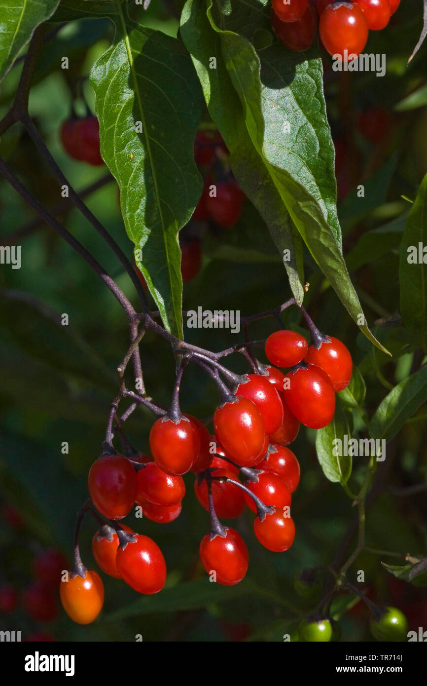 Bitter nightshade, amaro nightshade, woody nightshade, arrampicata nightshade (Solanum dulcamara), frutta, Germania Foto Stock