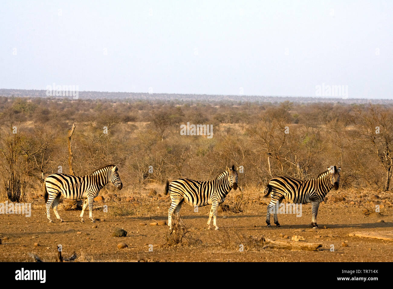 La Burchell zebra, zebra, comune zebra (Equus quagga burchelli, Equus burchelli), tre zebre nella savana, Sud Africa, Krueger National Park Foto Stock