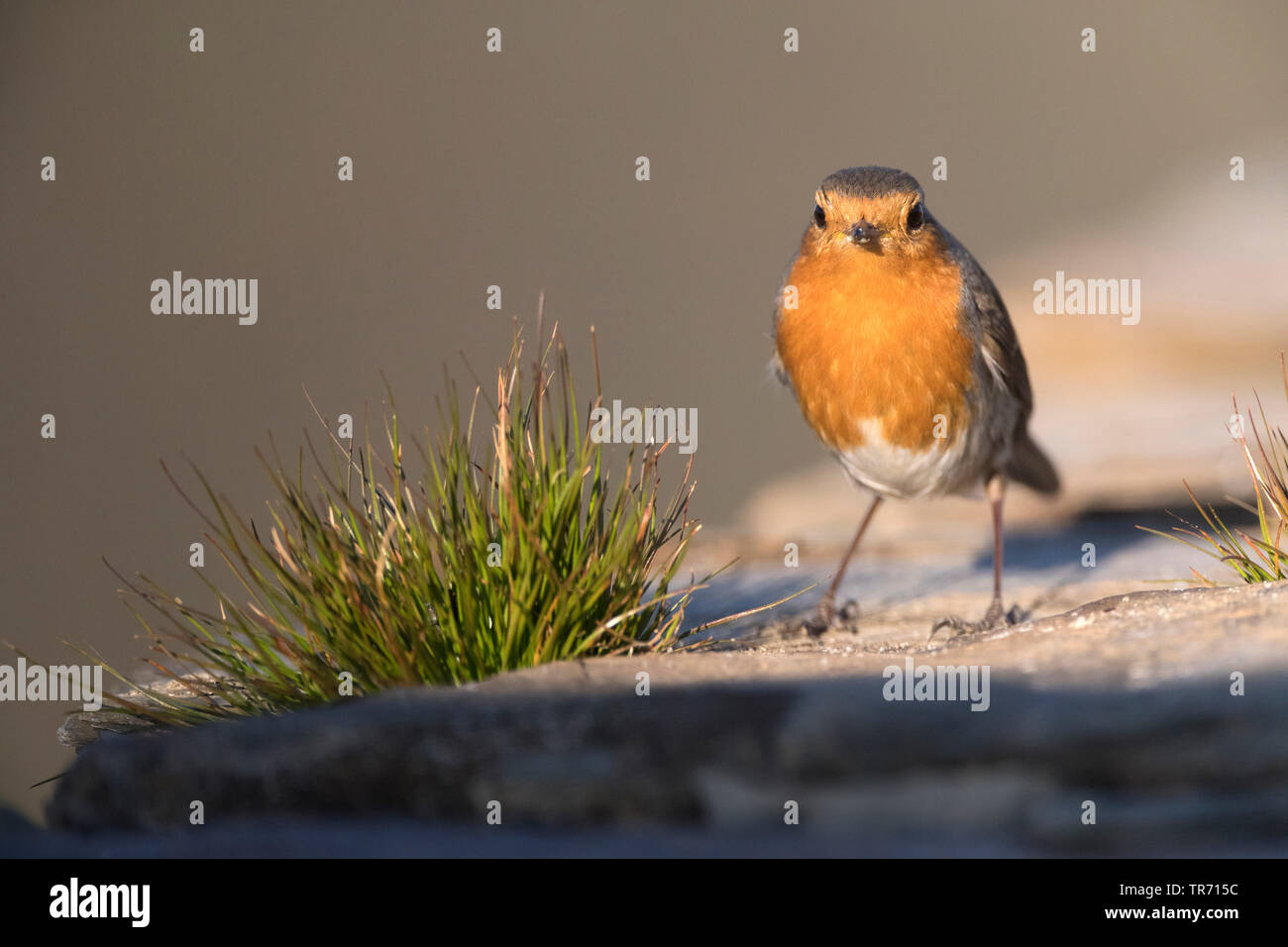 Unione robin (Erithacus rubecula), nel tardo inverno in su una roccia., Spagna Estremadura Foto Stock