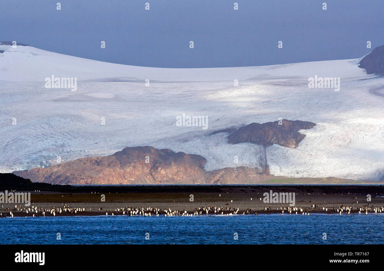 Pinguino reale (Aptenodytes patagonicus), colonia su Salisbury Plain in Georgia del Sud vista dal mare, Suedgeorgien Foto Stock