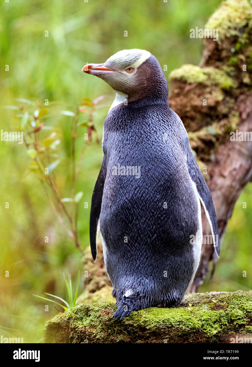 Giallo-eyed penguin (Megadyptes antipodes), seduto su un albero, Nuova Zelanda, isole di Auckland, Enderby Island Foto Stock