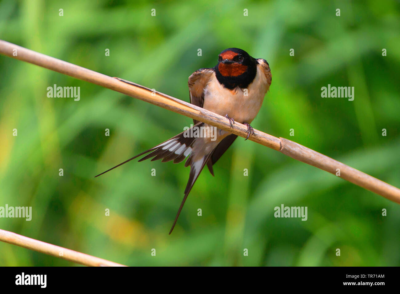 Barn swallow (Hirundo rustica), appollaiate su nastro a lamelle, Germania Foto Stock