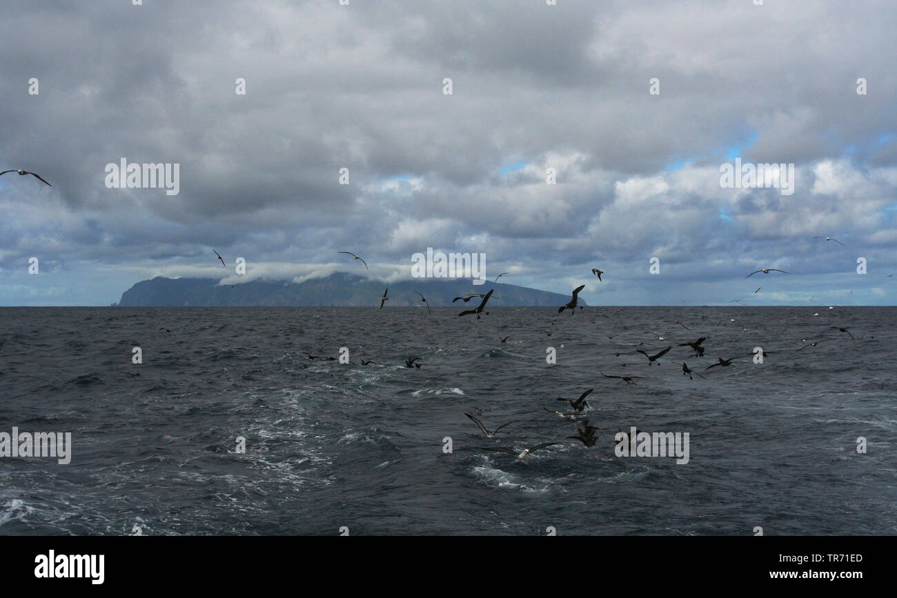 Gough Island, Suedgeorgien, Isola Gough Foto Stock