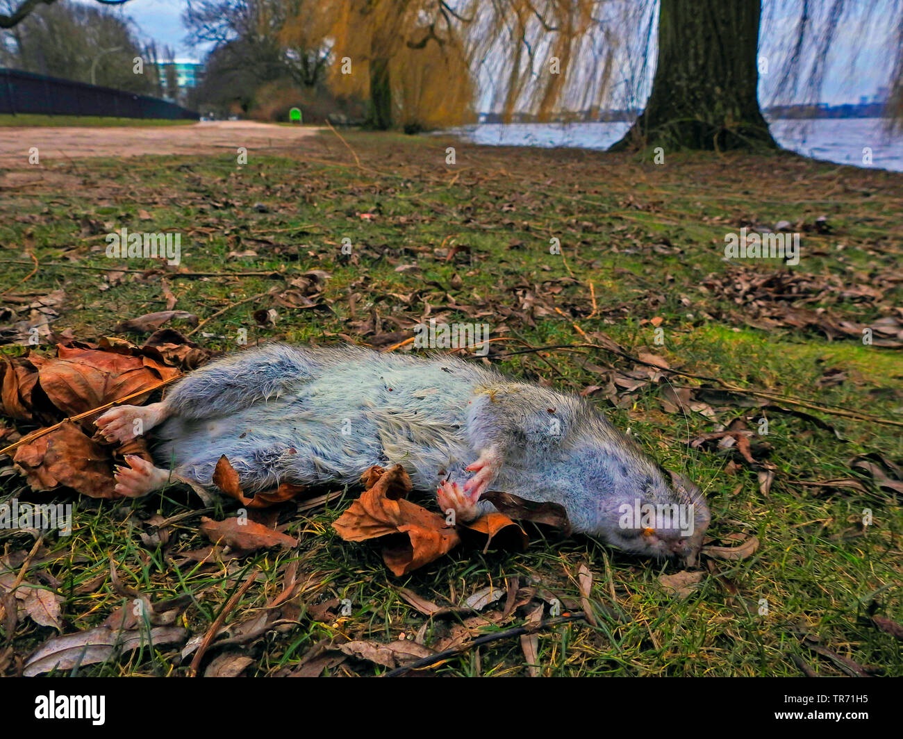 Ratto marrone, marrone Comune di ratto, Norvegia rat, Comune di ratto (Rattus norvegicus), morto Norvegia rat al lago Alster, Germania Foto Stock