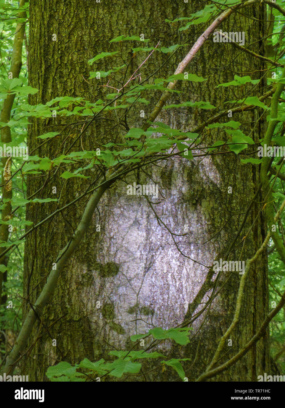 Luce e ombra in una foresta, Germania, Schleswig-Holstein, Naturschutzgebiet Kranika Foto Stock