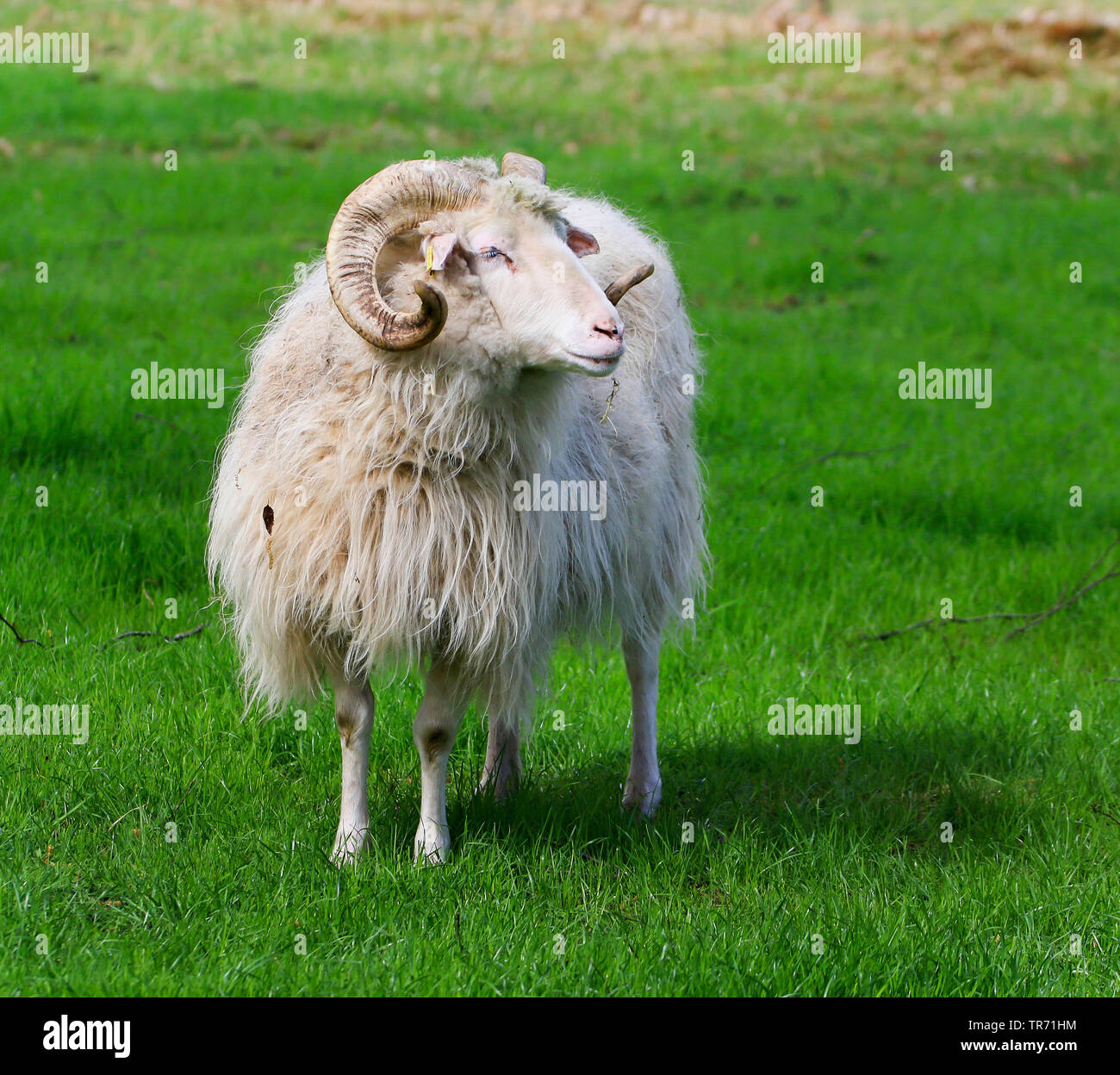 Corno Bianco heath pecore (Ovis ammon f. aries), su un pascolo, Germania, Bassa Sassonia Foto Stock